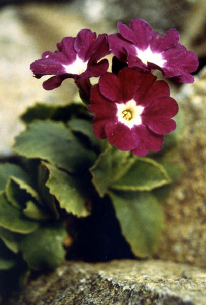 Primula x pubescens 'Carmen' en fleurs entre les pierres dans les éboulis des Alpes